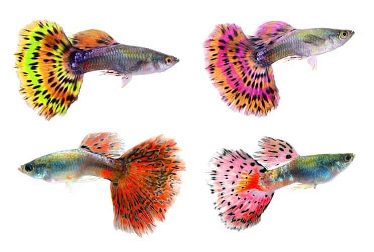 Diferite culori de Guppies