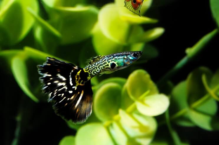 Pește Guppy cu model