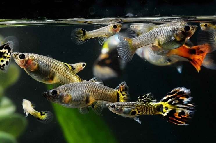 Cum să Sex Guppies