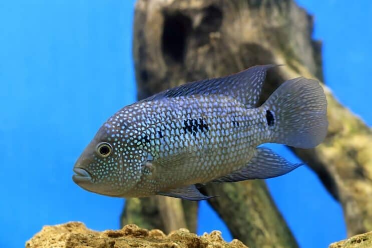 Texas Cichlid Prezentare generală