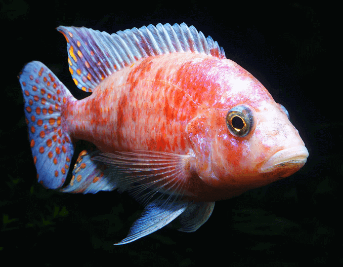 Ciclidă de păun