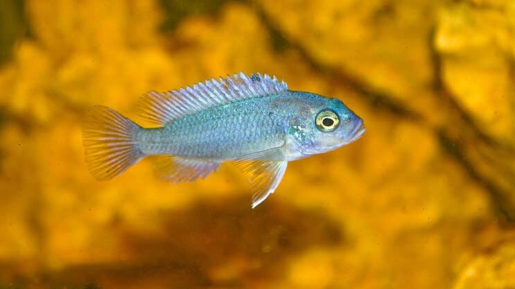 Ciclidă Zebra Albastru Cobalt