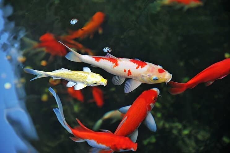Îngrijirea Koi Fish