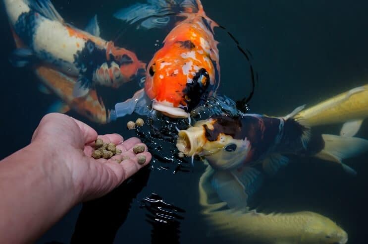 Dieta Koi Fish
