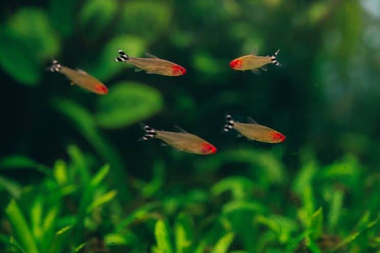 Rummy Nose Tetra Tank Tates
