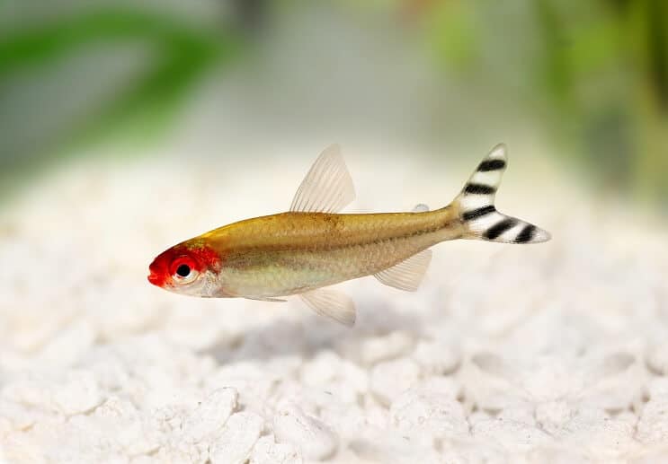 Rummy Nose Tetra Aspect