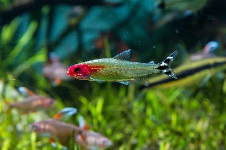 Rummy Nose Tetra Tank Condiții
