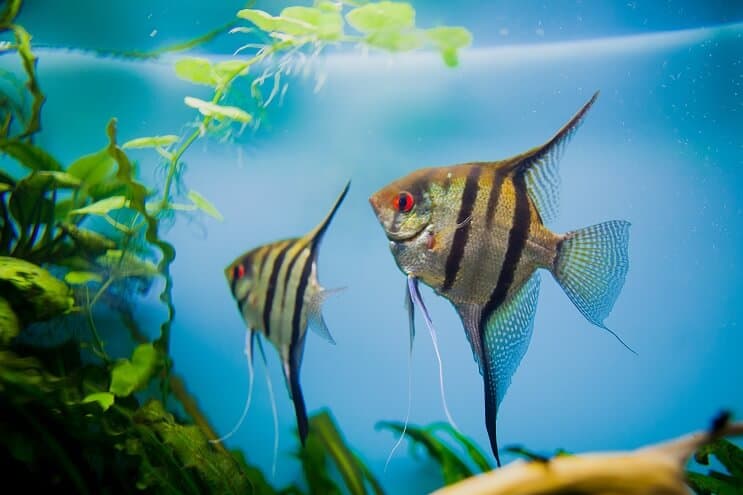 Pește-Angelfish