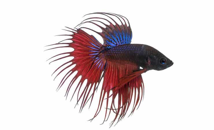 Coroana Betta