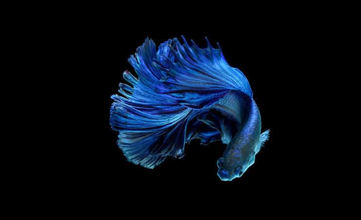 Albastru Betta Fish