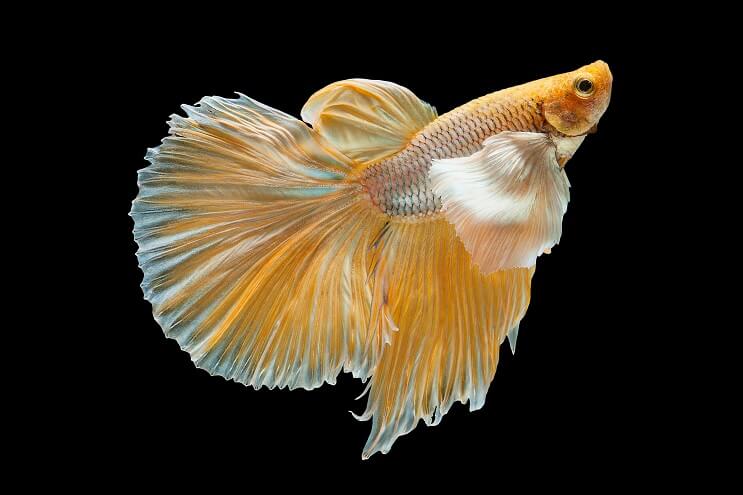 Betta galbenă