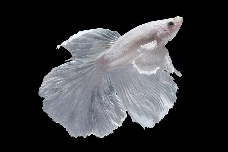 Betta albă