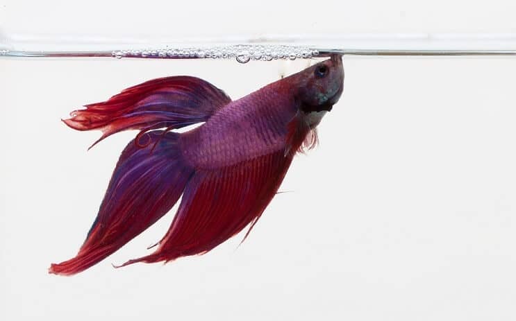 Betta violet