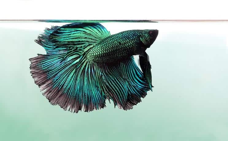 Betta de Dragonscale