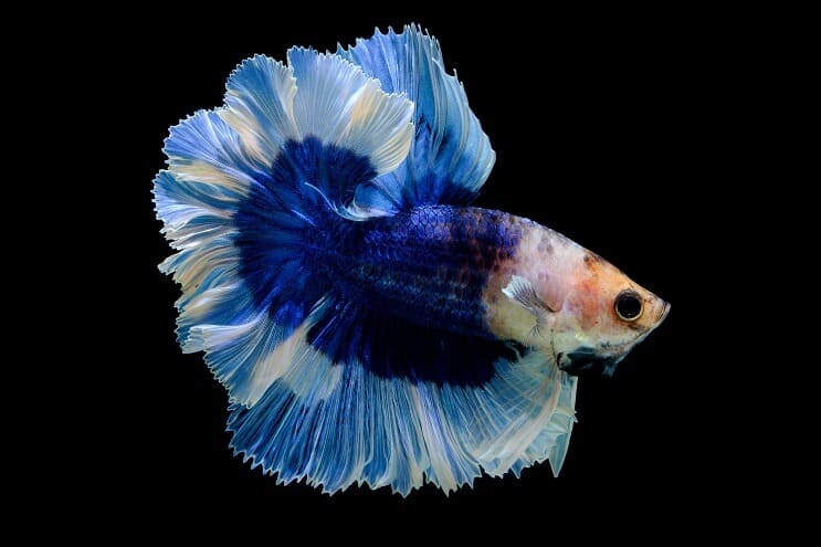 Fluture Betta