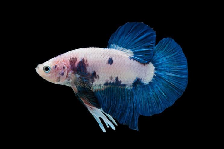 Marmură Betta