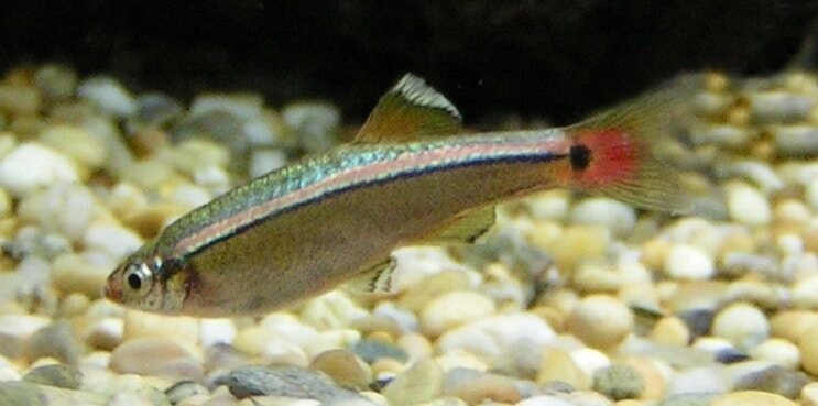 Prezentare generală a White Cloud Mountain Minnow