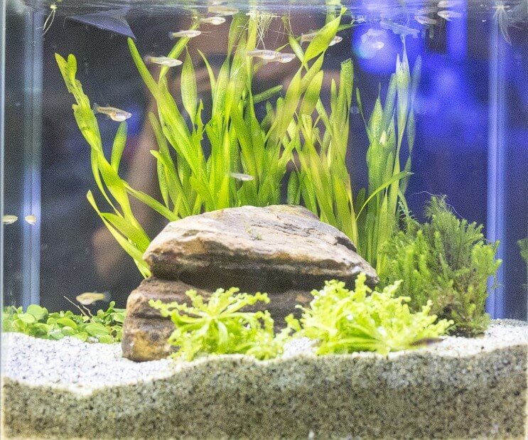 Condițiile rezervorului White Cloud Mountain Minnow