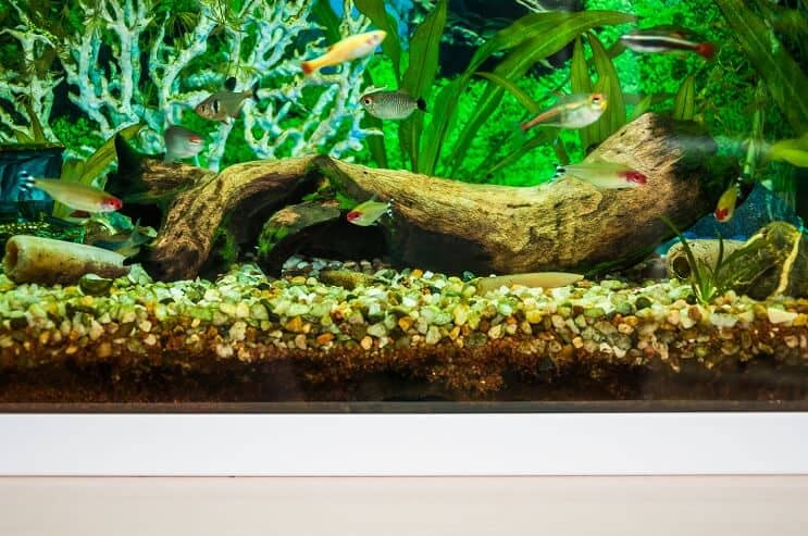 White Cloud Mountain Minnow Tank Tates
