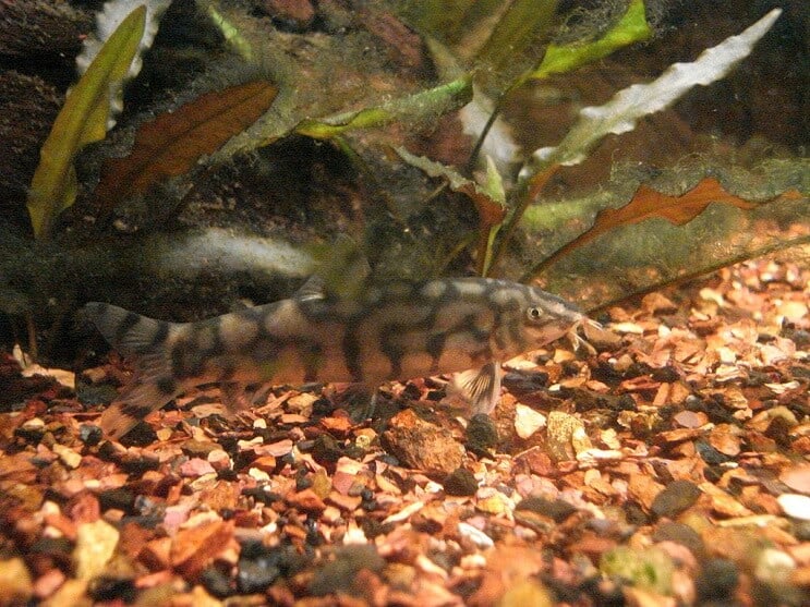 Yoyo Loach Mâncare