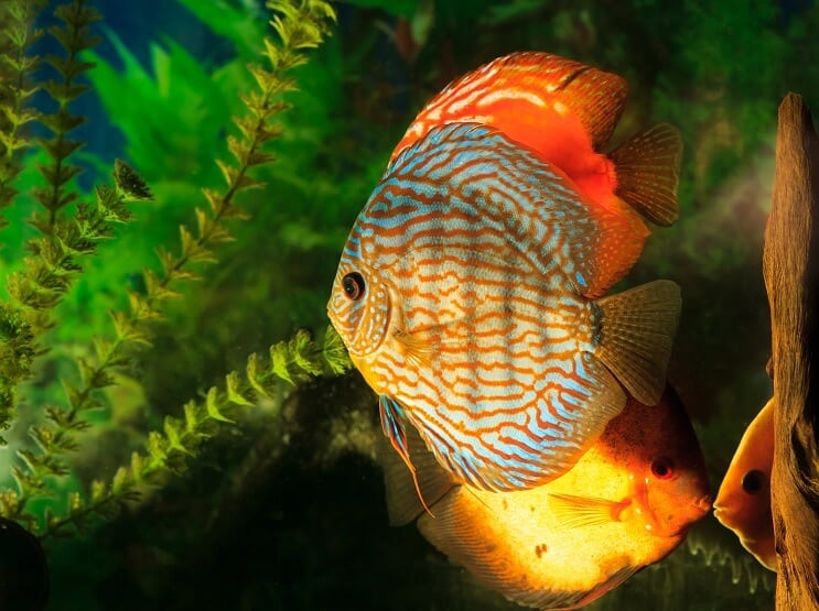Disc Symphysodon