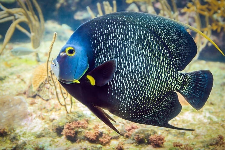Angelfish francez