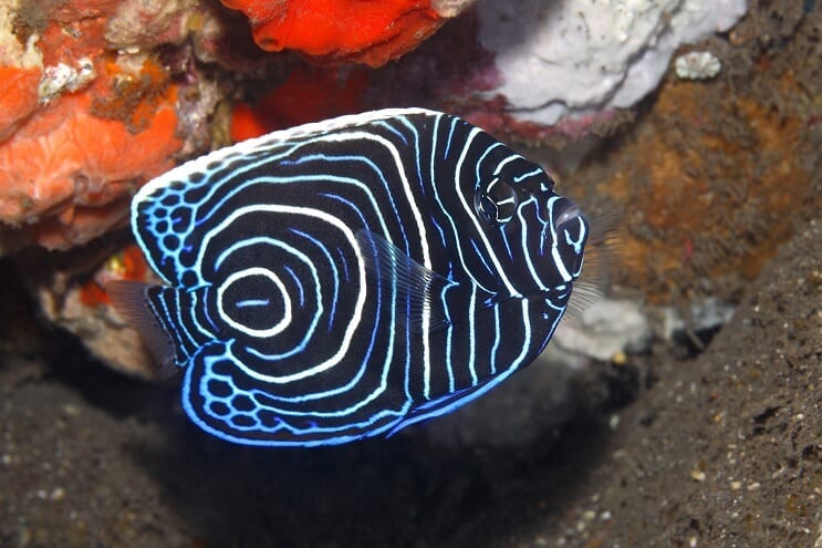 Împăratul juvenil Angelfish