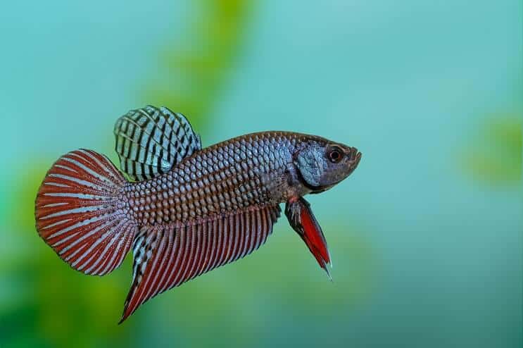 Pește Betta