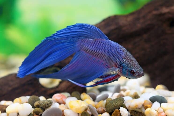Betta albastră
