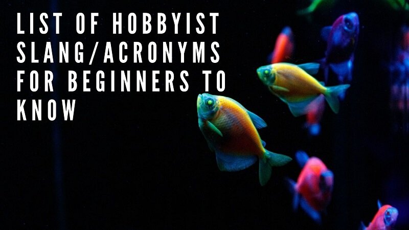 lista slang_acronimelor hobbyistilor pentru începători