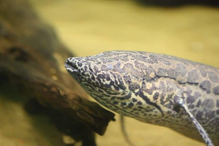Lungfish african