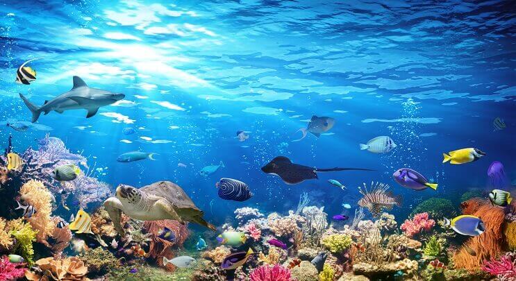 Varietate de Sealife