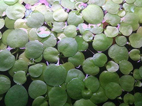 SoShrimp 20+ Plante Amazon Frogbit - Plantă plutitoare acvatică de apă dulce vie