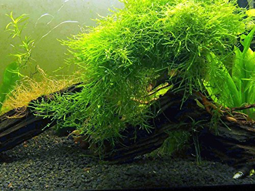 Plante de acvariu de apă dulce de apă dulce Java Moss (porțiune mare de 25 inci) | Plantă Java Moss Live pentru acvariu | Plante de acvariu în direct | Se asociază bine cu bile de mușchi Marimo în acvariul plantat