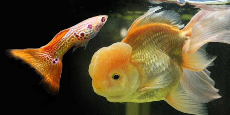 pot guppii să mănânce alimente pentru peștii aurii?