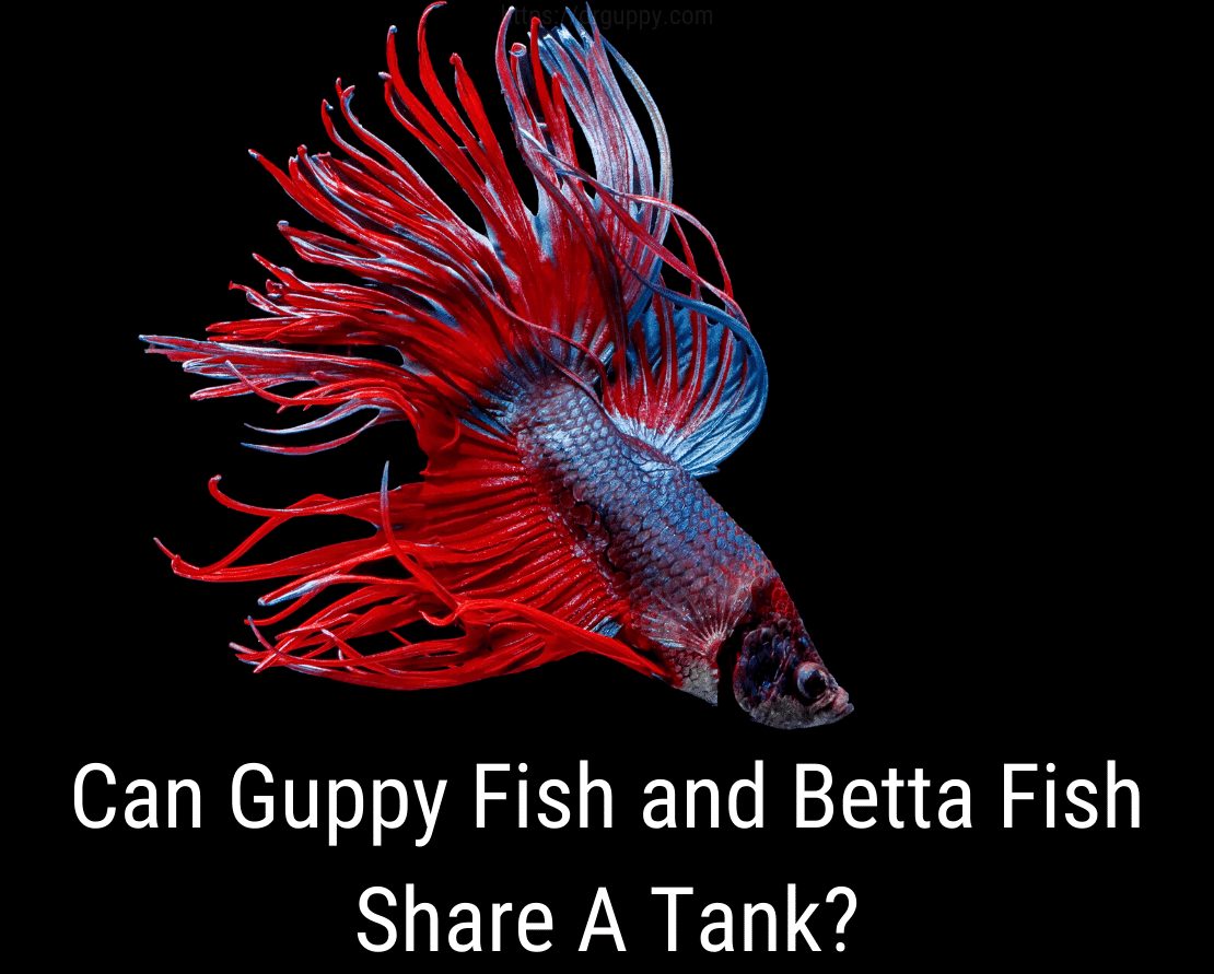 Poate Guppy Fish și Betta Fish să împartă un rezervor?
