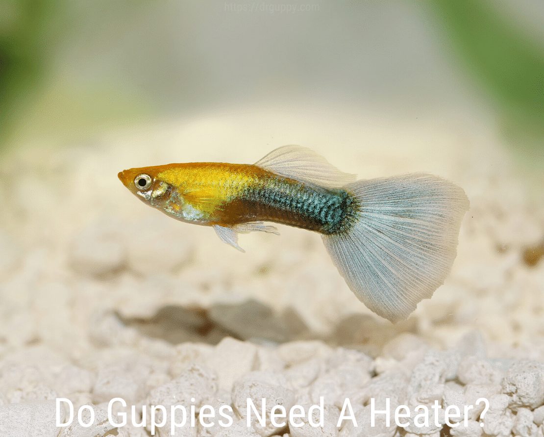 Guppii au nevoie de un încălzitor?