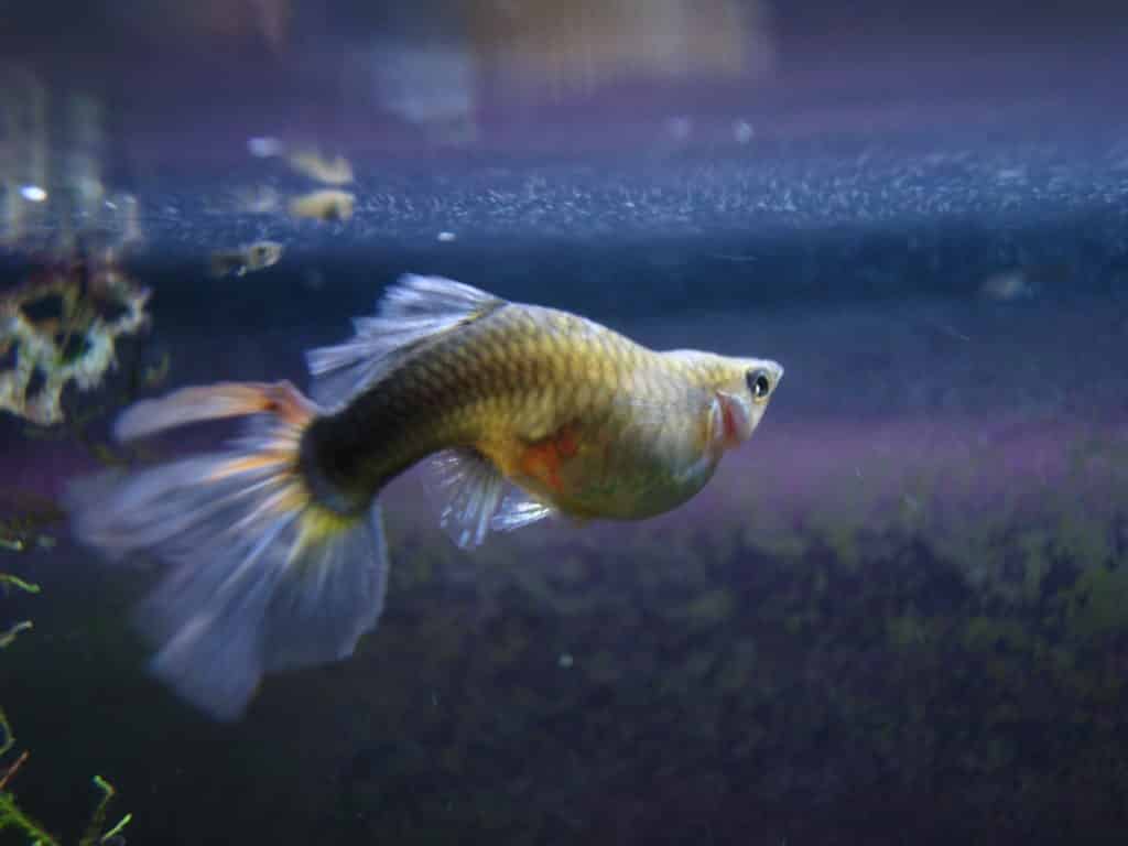 Guppy Fish Dropsy - Cauze și tratament posibil
