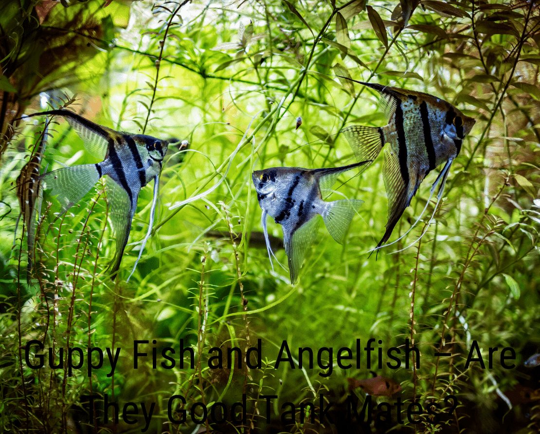 Peștii Guppy și peștii angeloși - Sunt buni colegi de tanc?