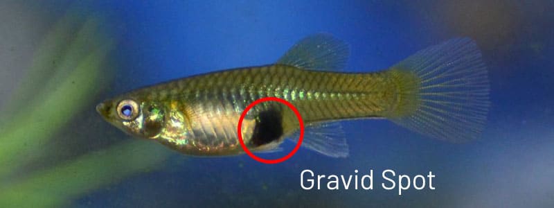Fata gravidă guppy feminină.