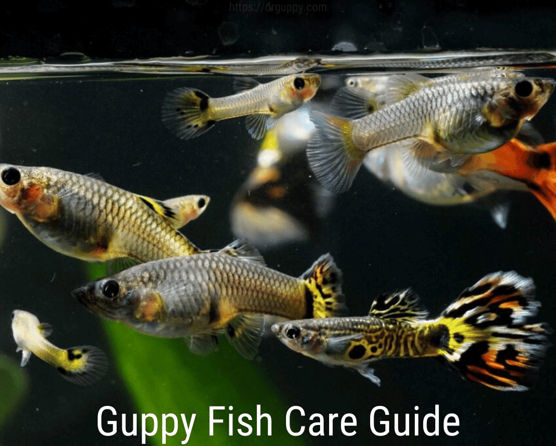 Ghid de îngrijire a peștilor Guppy