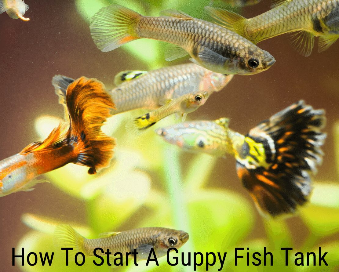 Cum să începeți un rezervor de pește Guppy?