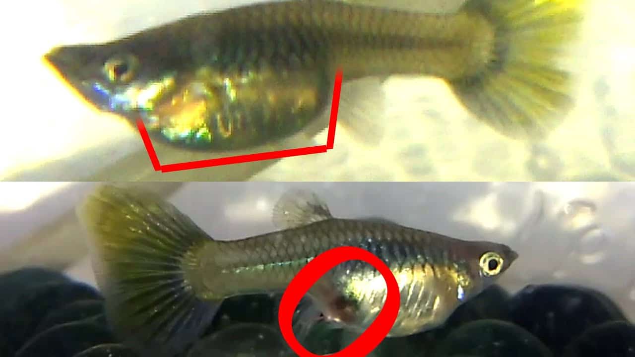 Cum să știți dacă guppy este însărcinată