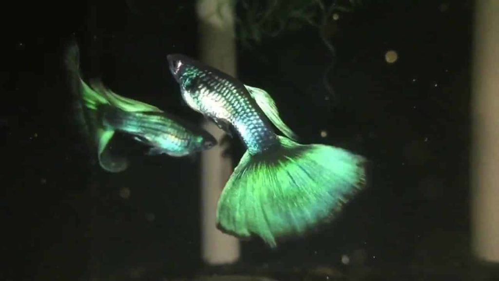 Green Moscow Guppy