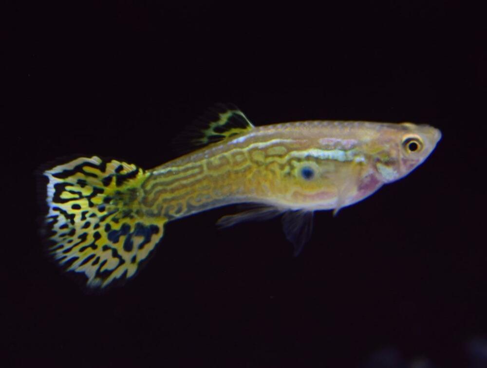 Cobra verde Guppy.