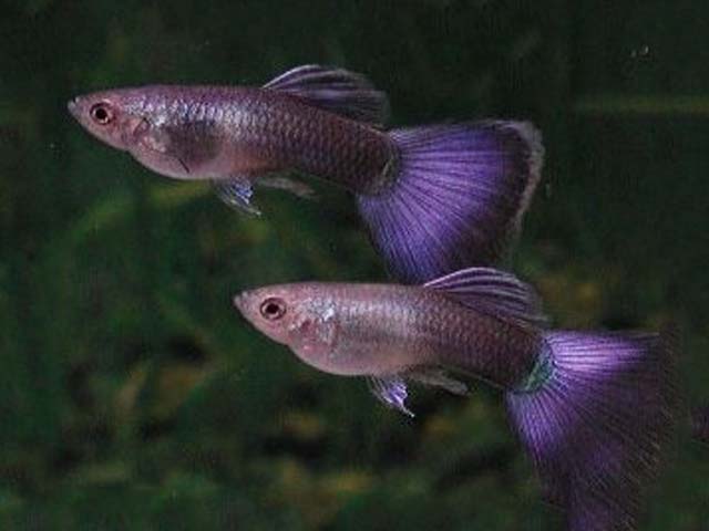 Purple Guppies.