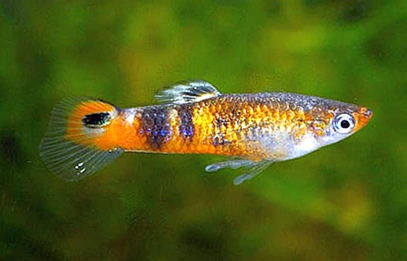 Guppy portocaliu.