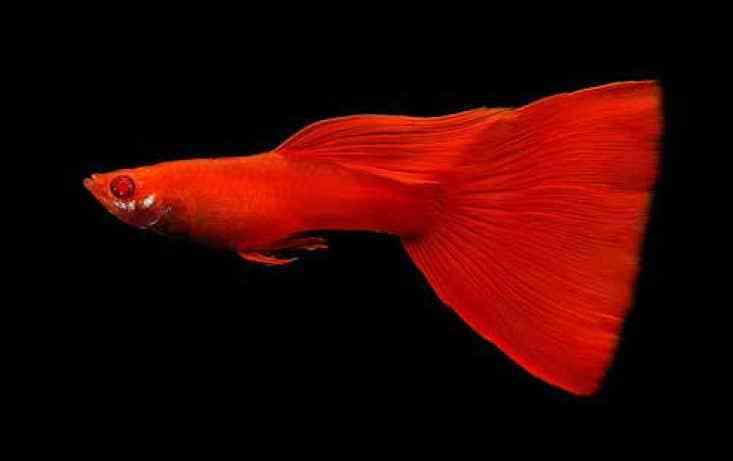 Complet Albino Guppy roșu.