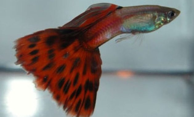 Guppy roșu bicolor