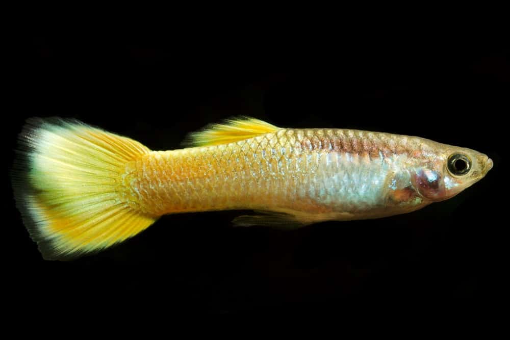 Guppy galben.